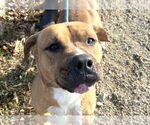 Small Boxer Mix