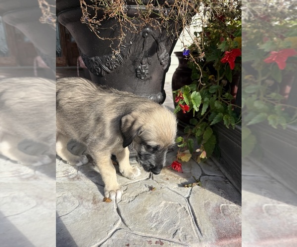 Medium Photo #7 Irish Wolfhound Puppy For Sale in ORD, NE, USA