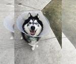 Small #2 Siberian Husky Mix