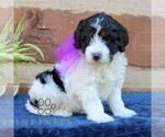 Small #2 Bernedoodle (Miniature) (+ Poodle Miniature)