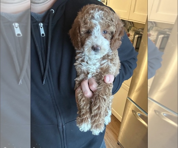 Medium Photo #4 Goldendoodle (Miniature) Puppy For Sale in MILWAUKEE, WI, USA