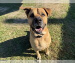 Small #2 Black Mouth Cur Mix