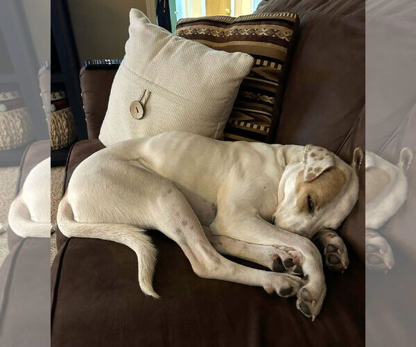 Medium Photo #8 American Bulldog-Unknown Mix Puppy For Sale in Wakefield, RI, USA