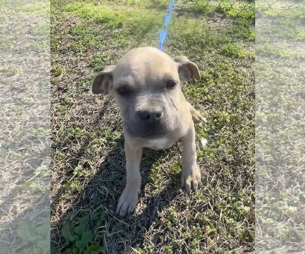 Medium Photo #1 Boxer-Unknown Mix Puppy For Sale in Tarrytown, GA, USA