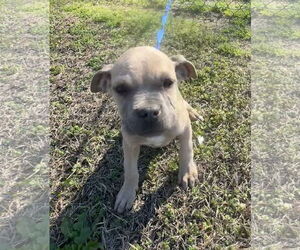 Boxer-Unknown Mix Dogs for adoption in Tarrytown, GA, USA