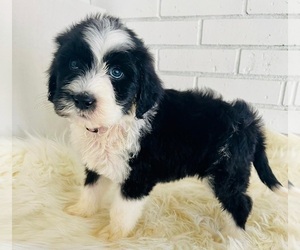 Sheepadoodle Puppy for sale in FORT MILL, SC, USA