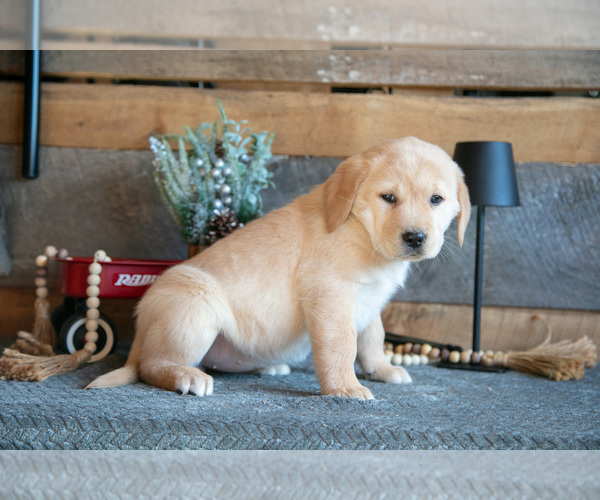 Medium Photo #3 Golden Labrador Puppy For Sale in GOSHEN, IN, USA