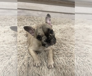 Medium French Bulldog