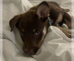 Small #2 Huskies  Mix