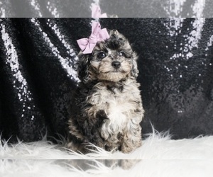 Poodle (Miniature) Puppy for sale in WARSAW, IN, USA