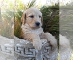 Small Photo #10 Goldendoodle Puppy For Sale in PROSPECT, VA, USA
