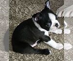 Puppy Lycus Boston Terrier