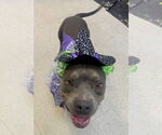 Small #2 American Pit Bull Terrier