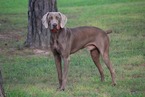 Small Photo #1 Weimaraner Puppy For Sale in HARRISON, AR, USA