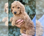 Small Photo #5 Goldendoodle-Poodle (Standard) Mix Puppy For Sale in WEST ALEXANDRIA, OH, USA