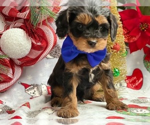 Cavapoo Puppy for sale in LANCASTER, PA, USA