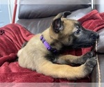 Small Photo #24 Belgian Malinois Puppy For Sale in REESEVILLE, WI, USA