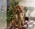 Puppy 7 Irish Doodle-Poodle (Standard) Mix