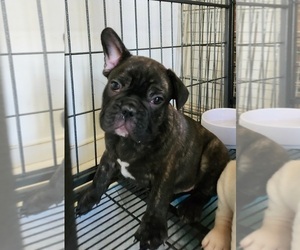 French Bulldog Puppy for sale in N CHESTERFLD, VA, USA