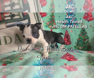 Boston Terrier Puppy for sale in DANDRIDGE, TN, USA
