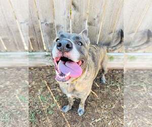 Catahoula Leopard Dog-Labrador Retriever Mix Dogs for adoption in Houston, TX, USA