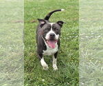 Small #2 American Pit Bull Terrier