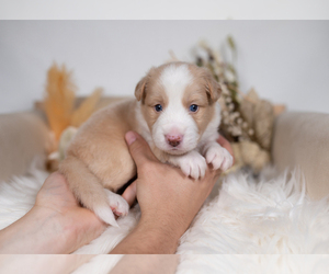 Border Collie Puppy for sale in CONWAY, MO, USA