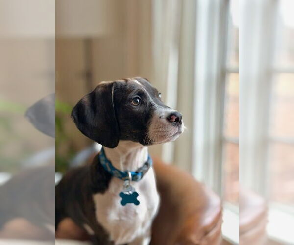 Medium Photo #1 Mutt Puppy For Sale in Minneapolis, MN, USA