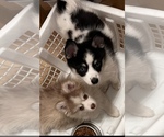 Small Photo #1 Pomsky Puppy For Sale in SPARKS, NV, USA