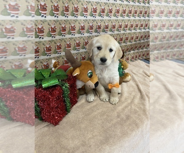 Medium Photo #2 Golden Retriever Puppy For Sale in RILEYVILLE, VA, USA