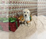 Small #1 Golden Retriever