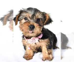 Yorkshire Terrier Puppy for sale in LOWELL, MA, USA