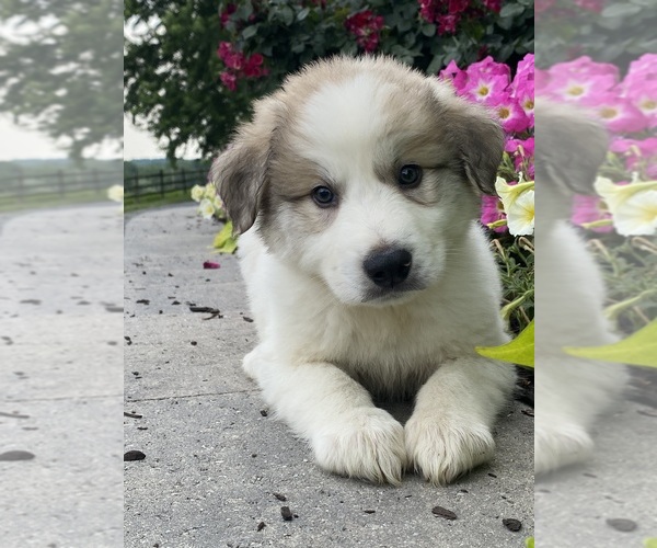 Medium Photo #1 Great Pyrenees Puppy For Sale in CANOGA, NY, USA