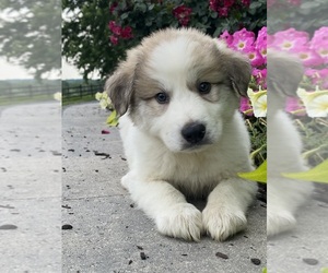 Great Pyrenees Puppy for sale in CANOGA, NY, USA