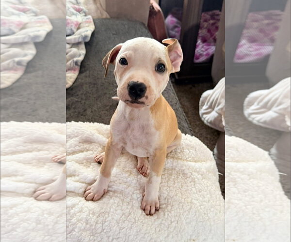 Medium Photo #1 Mutt Puppy For Sale in Stephens City, VA, USA