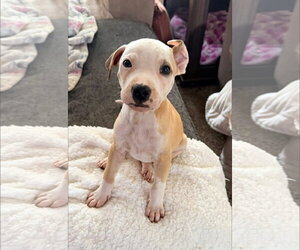 Mutt Dogs for adoption in Stephens City, VA, USA