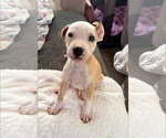 Small Mutt
