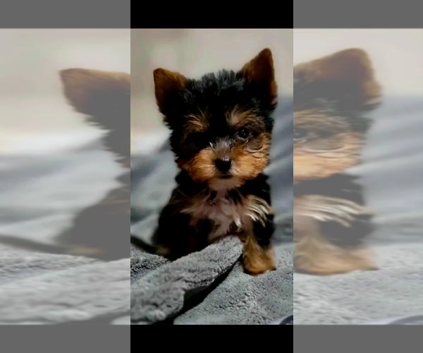 Medium Photo #1 Yorkshire Terrier Puppy For Sale in SAN DIEGO, CA, USA