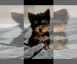 Image preview for Ad Listing. Nickname: Yorkie
