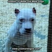 Small Photo #92 Dogo Argentino Puppy For Sale in PINEVILLE, MO, USA