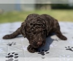 Small Photo #70 Goldendoodle Puppy For Sale in HOWARD CITY, MI, USA