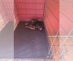 Small #5 Rottweiler