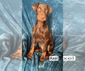 Doberman Pinscher Puppy for sale in POMEROY, OH, USA