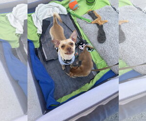 Copper - Male Rat-Cha Dog for Adoption - Photo #6