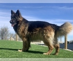 Small Photo #1 German Shepherd Dog Puppy For Sale in PINON HILLS, CA, USA