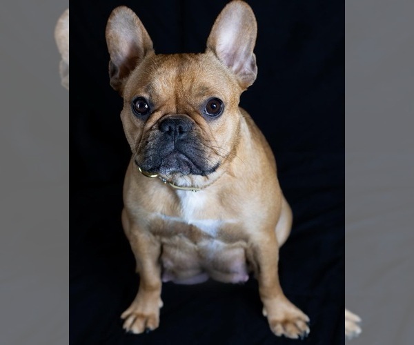 Medium Photo #1 French Bulldog Puppy For Sale in KEYSTONE HEIGHTS, FL, USA