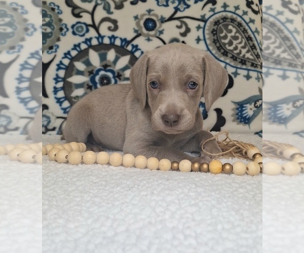 Medium Photo #1 Weimaraner Puppy For Sale in LEWISBURG, KY, USA