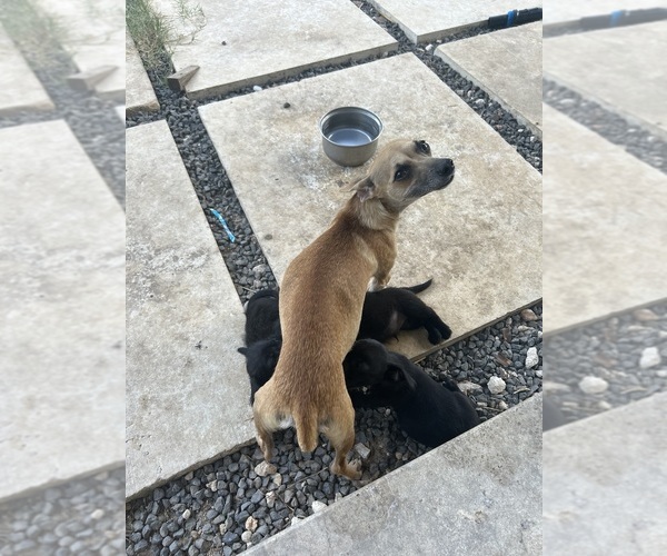 Medium Photo #1 Chihuahua-Chizer Mix Puppy For Sale in AUSTIN, TX, USA