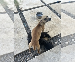Mother of the Chihuahua-Chizer Mix puppies born on 05/30/2025