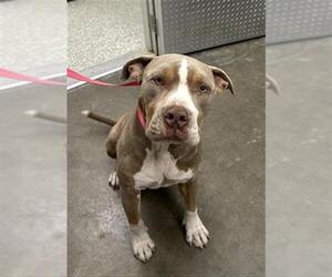 American Pit Bull Terrier Dogs for adoption in Rosenberg, TX, USA